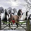 A Merry Gypsy Christmas