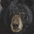Big Black Bear