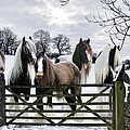 The Gypsies