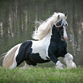 Breathtaking Stallion