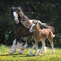 Meadow and Orion