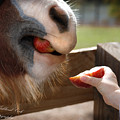 The Apple